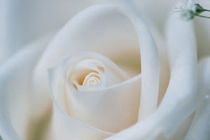 Chuyện tình hoa hồng trắng